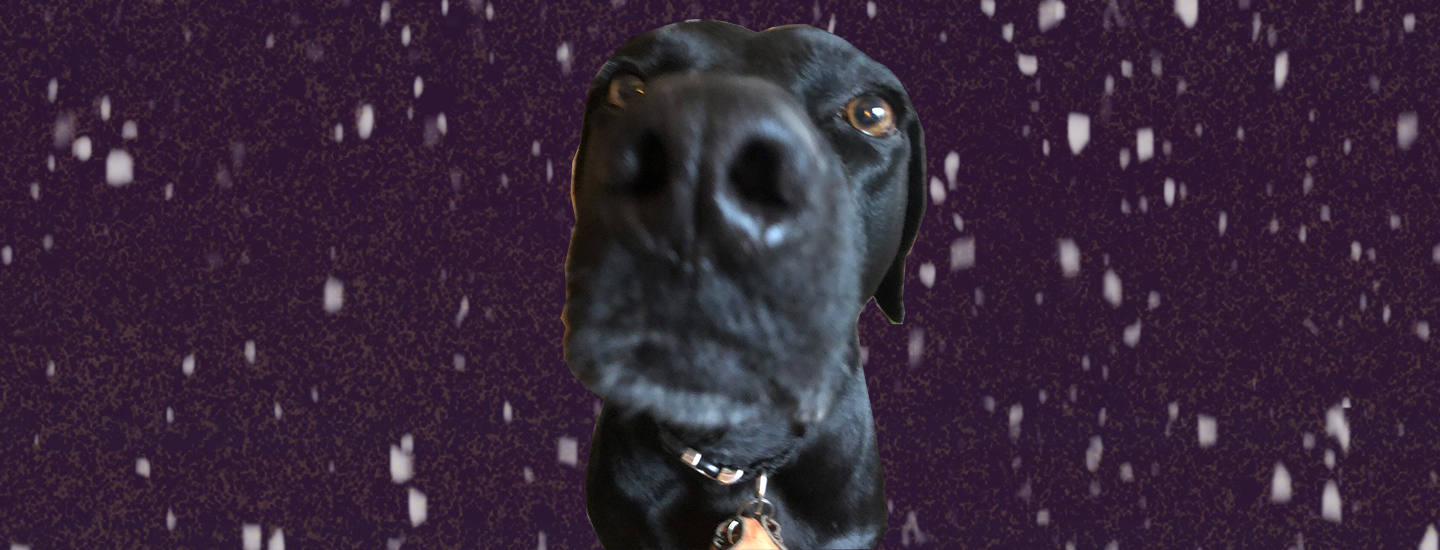 Very cute dog nose in space